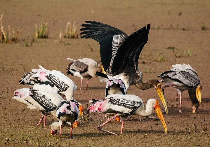 Painted Storks - Koladeo Reserve  (Neil Pont)