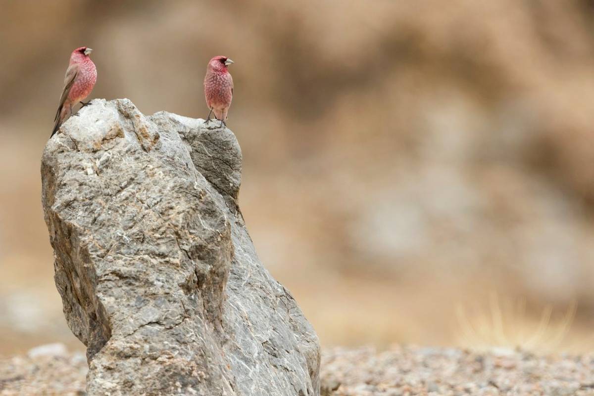 Great Rosefinch, Azerbaijan
