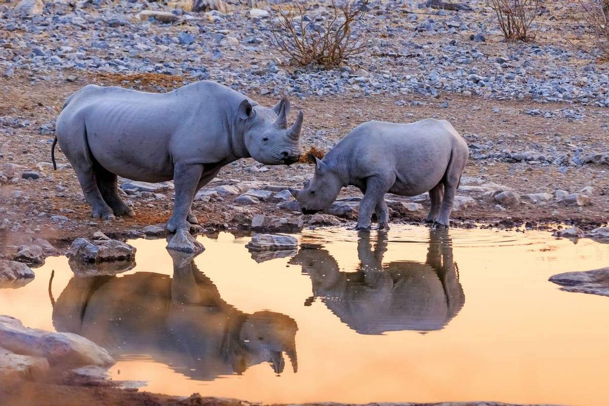 Rhinocéros au point d'eau