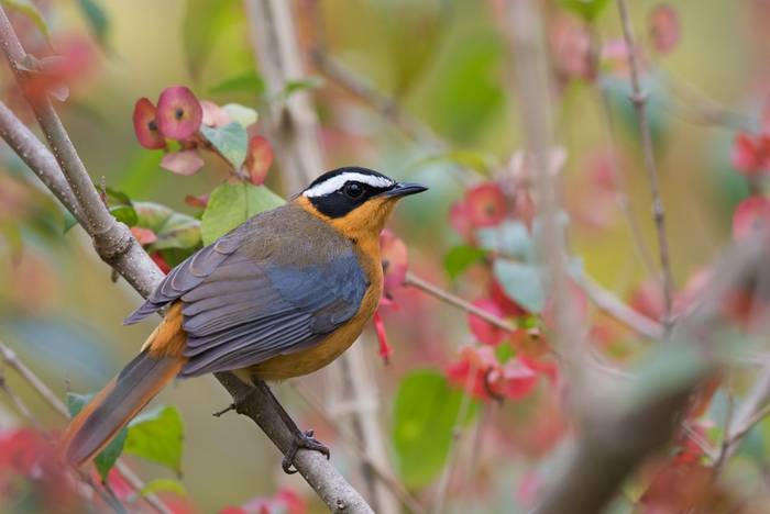 White-browed Robin-chat shutterstock_294314321.jpg