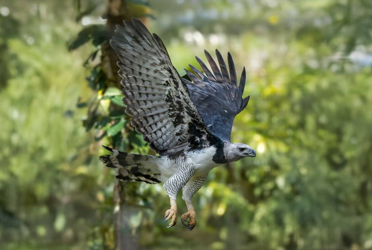 Harpy Eagle