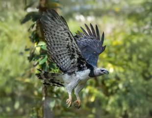 Brazil - Birds & Mammals of the Amazon & Pantanal