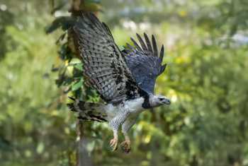 Harpy Eagle