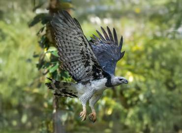 Brazil - Birds & Mammals of the Amazon & Pantanal