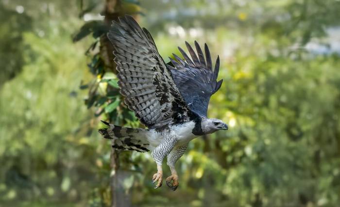 Harpy Eagle
