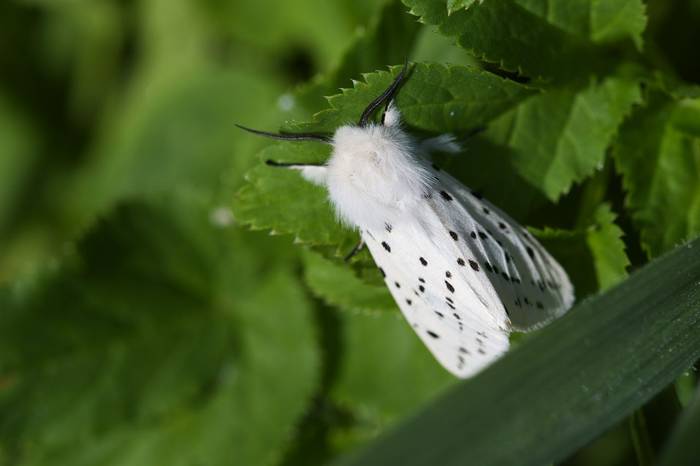 White Ermine © Josh Phangurha