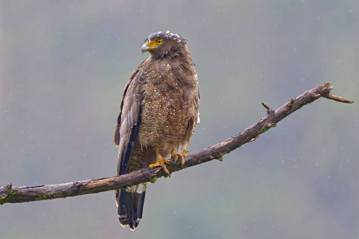 Crested Serpent Eagle © participant Alex Kozlenkov, March 2025