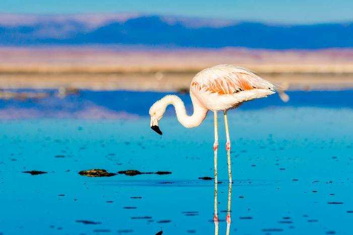 Flamingos at Atacama Desert Salar, Chile