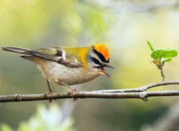 The New Forest - Bird Song Workshop (Day Trip)