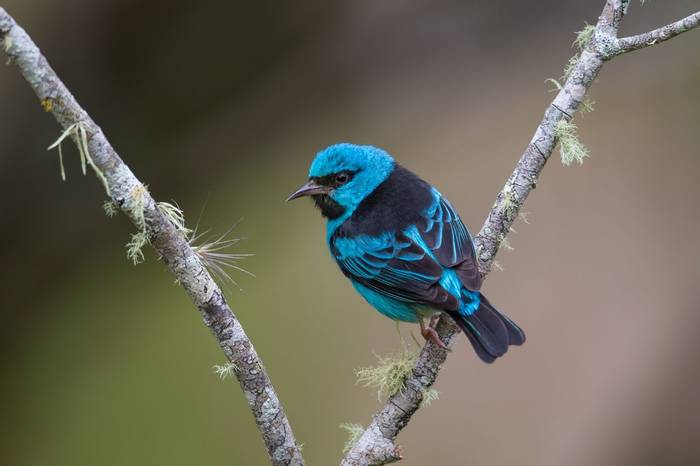 Bargain Bird Blue Dacnis, Atlantic Rainforest Brazil