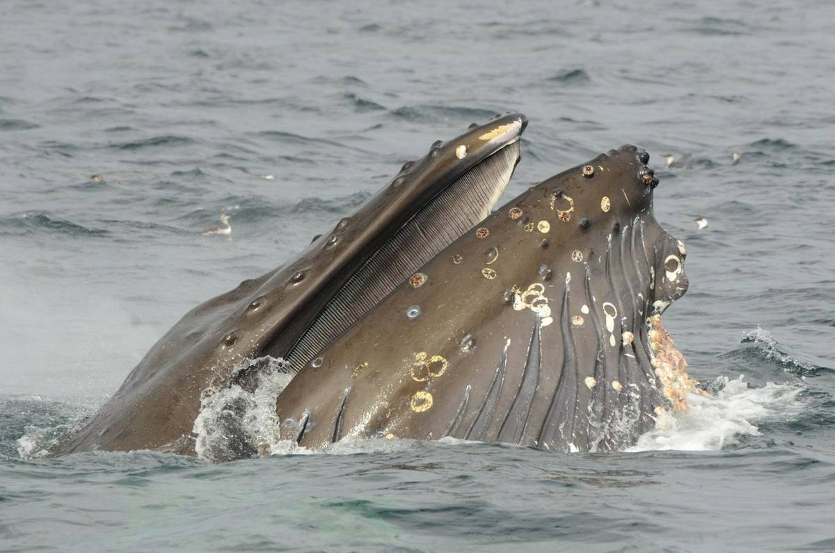 Humpback Whale (Tim Melling)