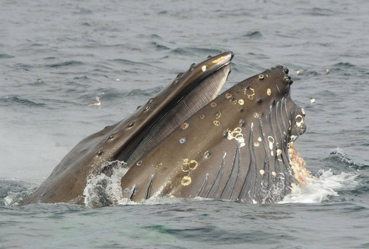 Humpback Whale (Tim Melling)