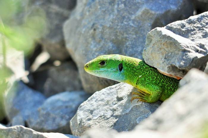 Eastern Green Lizard, Gerard Gorman