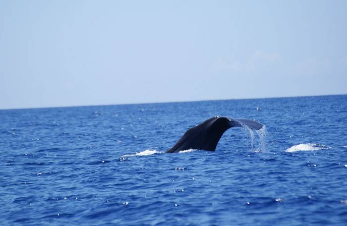 Sperm Whale diving (Ed Drewitt)