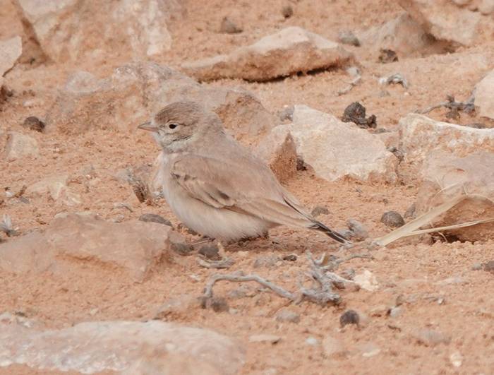 Bar-tailed Lark © Martin Pitt, January 2025 tour