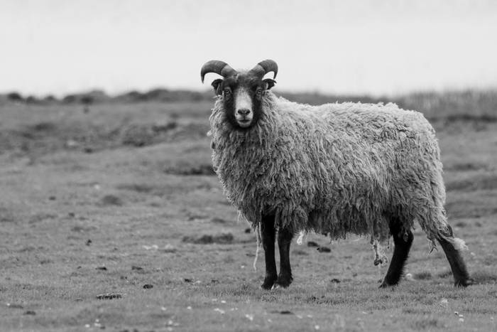 Sheep, North Ronaldsay (Sara Frost).jpg