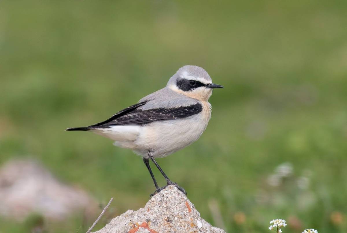 Wheatear shutterstock_1073985485.jpg