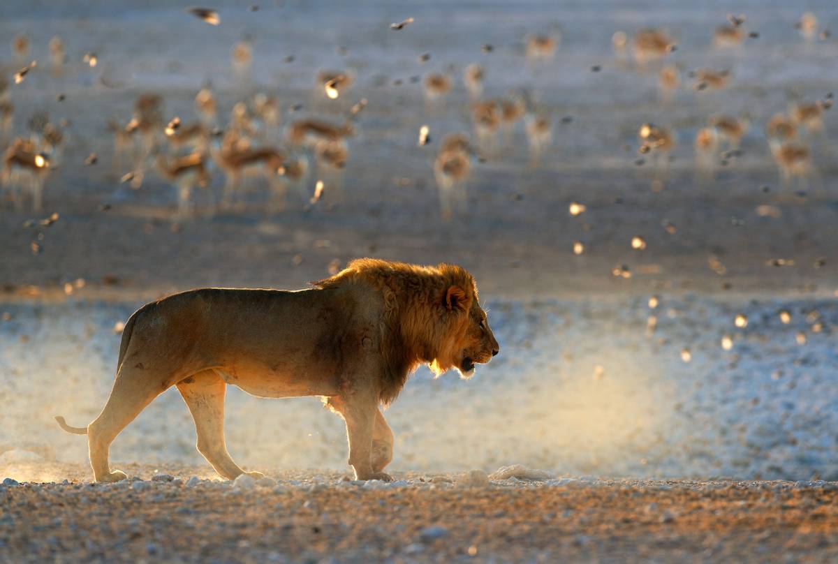 Lion, Namibia shutterstock_1370304584.jpg