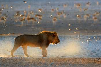 Lion, Namibia shutterstock_1370304584.jpg