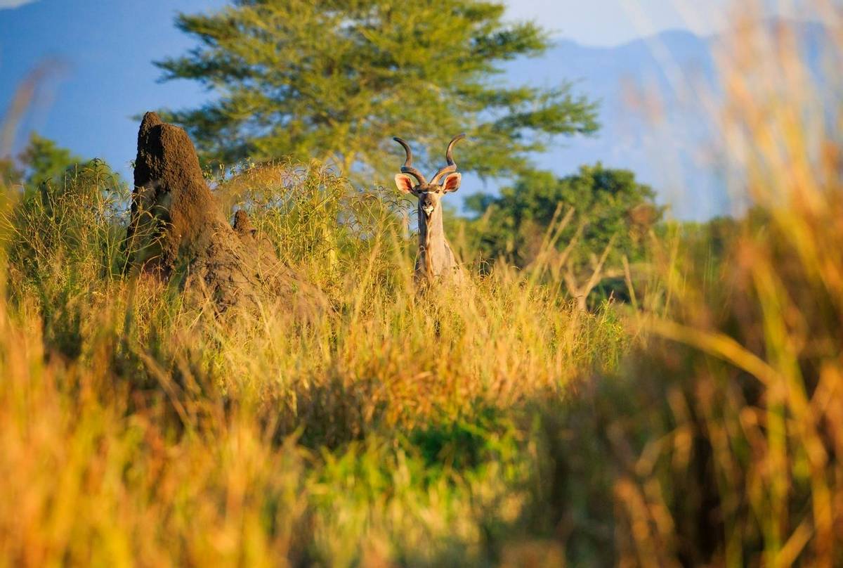 Kudu, Lowonde National Park, Malawi Shutterstock 1098821195
