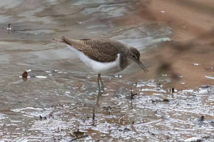 Common Sand piper - Truro.jpg