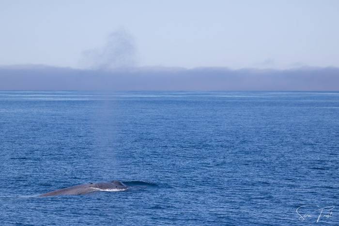 Blue Whale (Sara Frost) (12).jpg