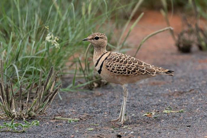 Double-banded Courser