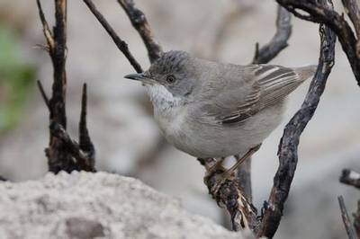 Ruppel's Warbler by Mick Doyle