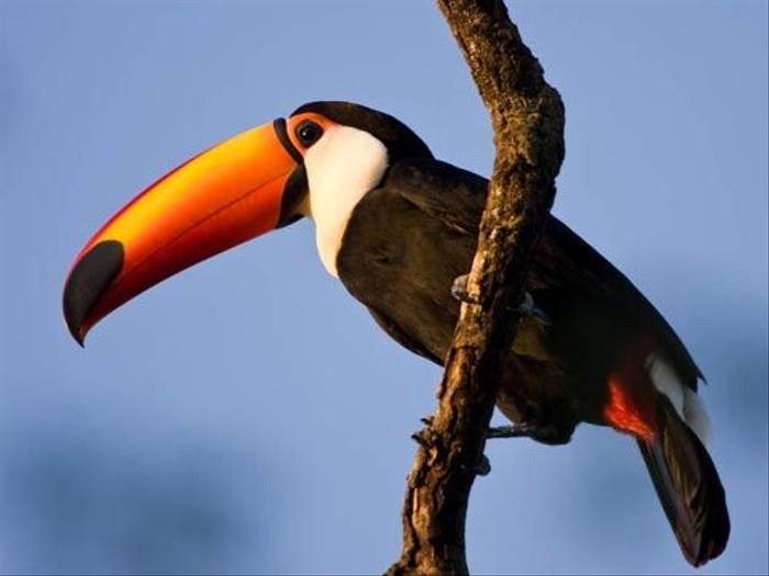 Toco Toucan (Mike Galtry)