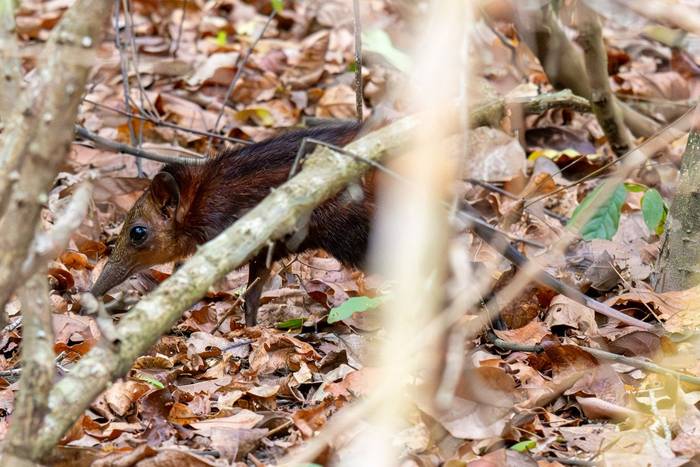 Golden-rumped Sengi © Carole and David Clarke, February 2026 tour