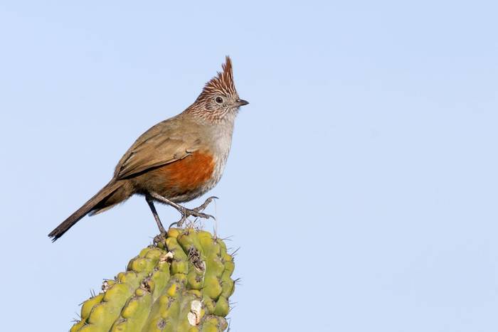 Crested Gallito, Paraguay shutterstock_1628901871.jpg