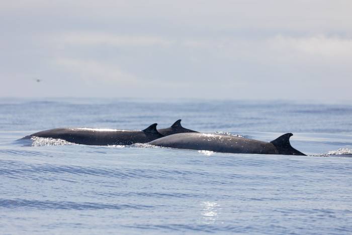 Sowerby's Beaked Whales (Sara Frost).jpg