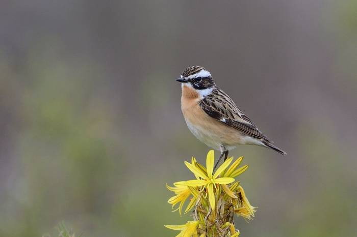 Whinchat