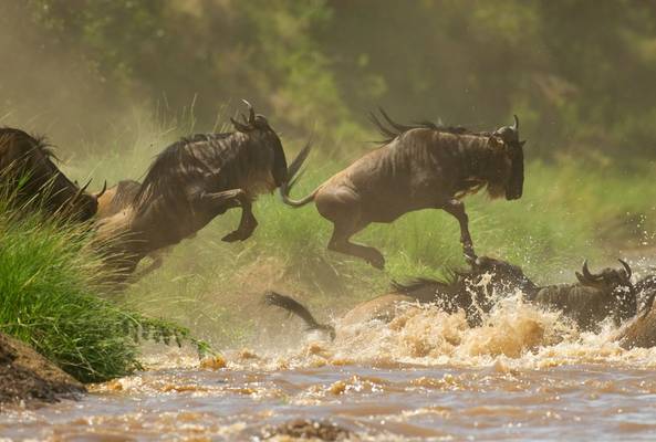Tanzania (Blue Wildebeest)