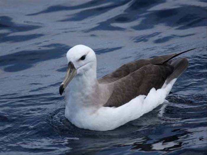 Black-browed Albatross (Susan Jenkins)