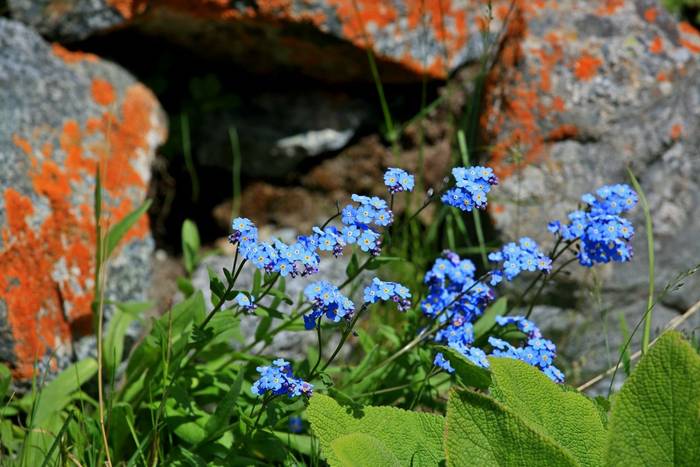 Forget-me-nots, Kyrgyzstan, shutterstock_1689759460.jpg