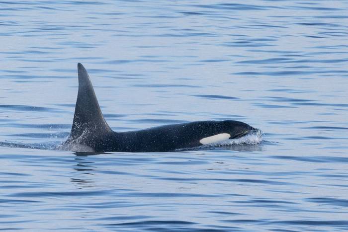 Orca, North Ronaldsay (Sara Frost).jpg