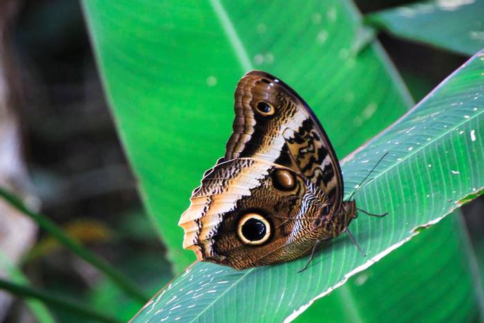 Owl Butterfly, Costa Rica shutterstock_769165393.jpg