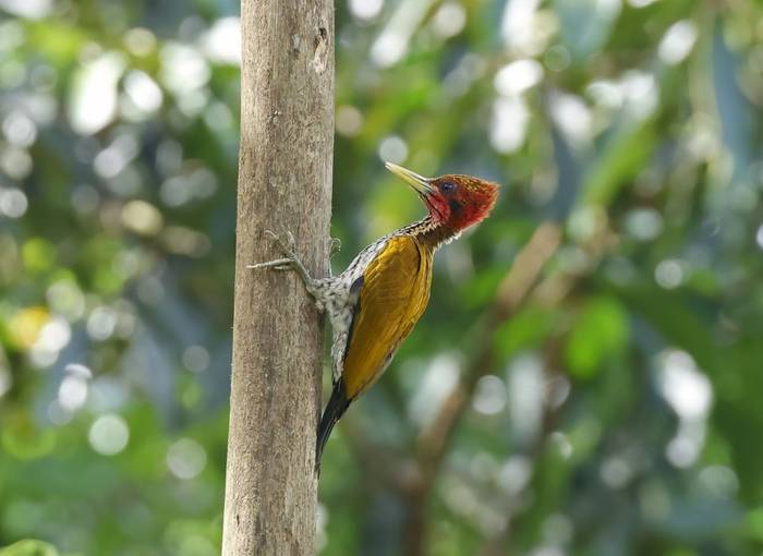 Red-headed Flameback (Palawan)