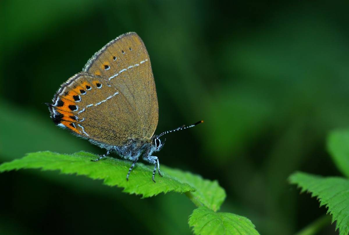 Black Hairstreak shutterstock_155845808.jpg