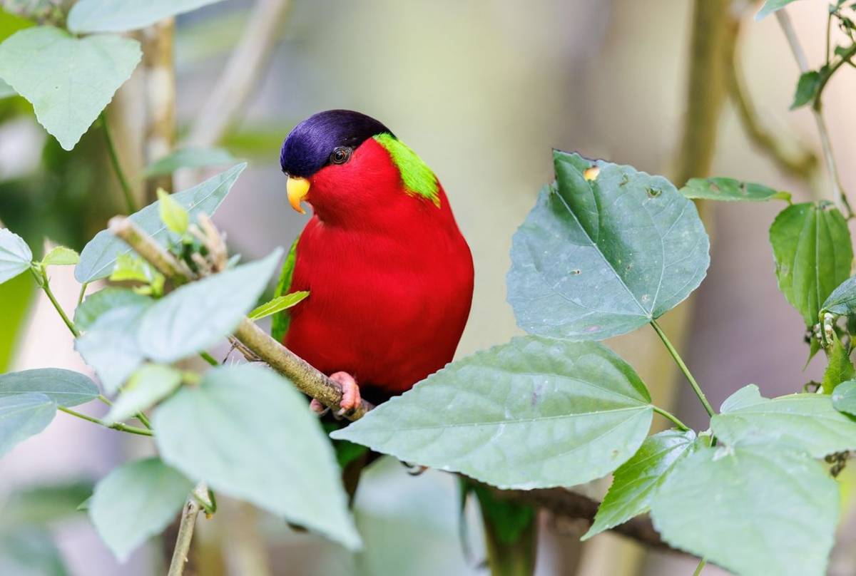 Collared Lory