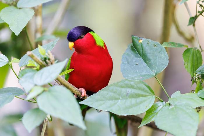 Collared Lory