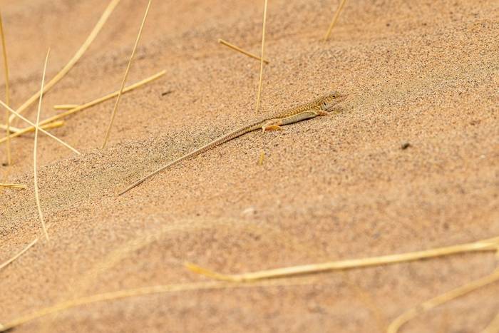Duméril's Fringe-fingered Lizard © Adam Court, March 2026 tour