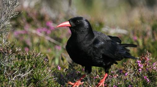 4 Night Cornwall Discovery Tour