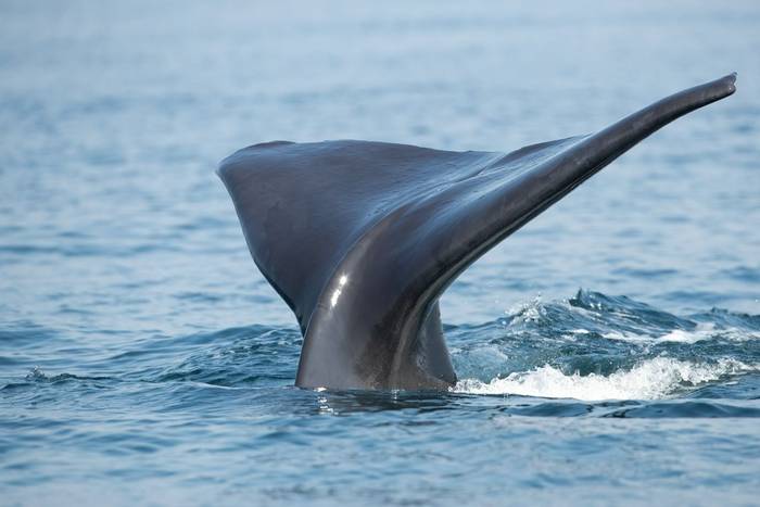 Sperm Whale © Chris Griffin, November '25 tour.jpg