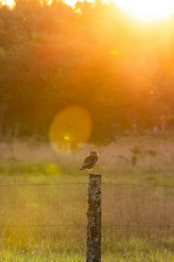 Burrowing Owl © James Warren, May 2026 (6).jpg