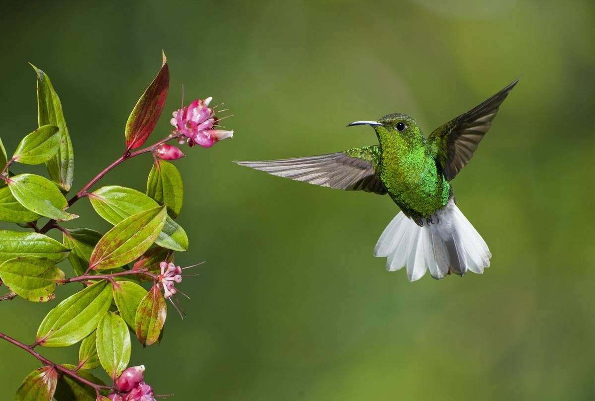 Coppery Headed Emerald Hummingbird, Costa Rica Shutterstock 126688313