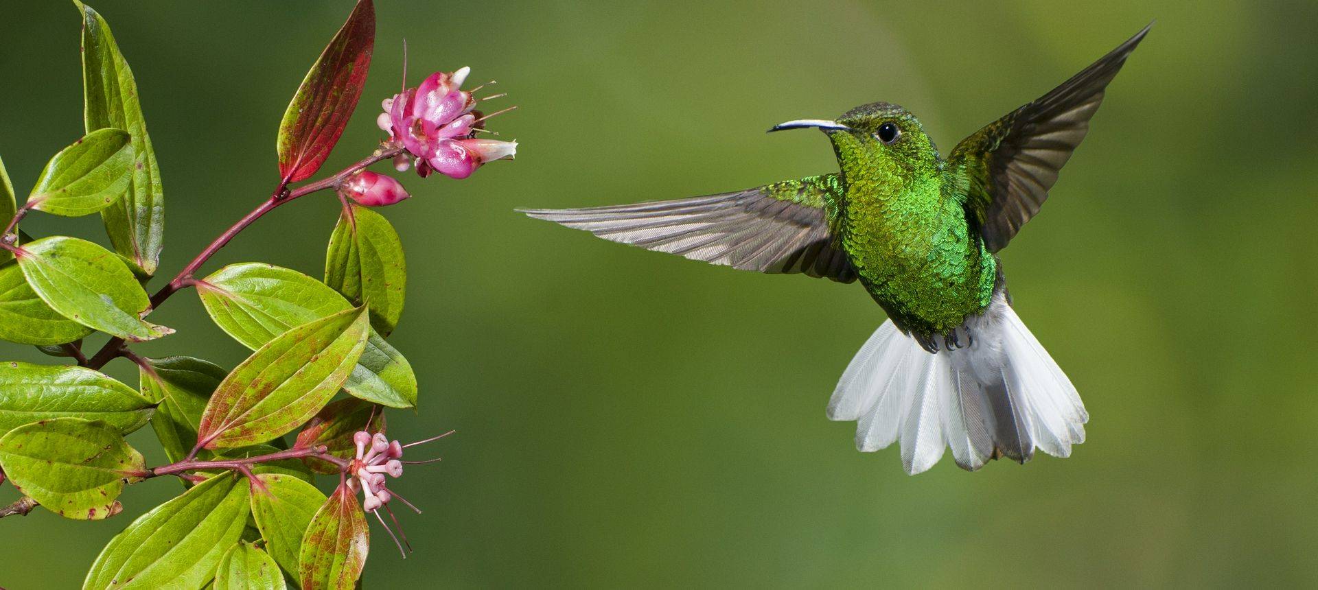 Coppery Headed Emerald Hummingbird, Costa Rica Shutterstock 126688313