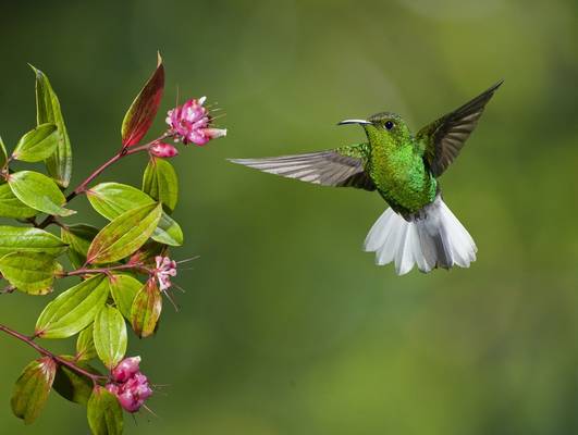 Coppery Headed Emerald Hummingbird, Costa Rica Shutterstock 126688313