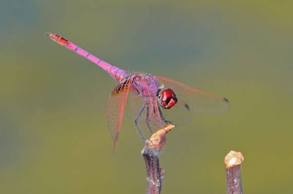 Violet Dropwing shutterstock_1135188401.jpg